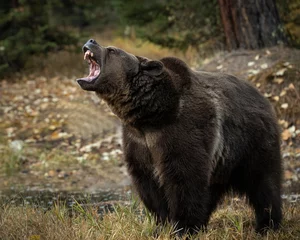Foto op Aluminium Grizzly Bear Bruno in Fall colors in Montana USA © Carol