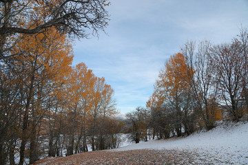 October mountain beech forest with first winter snow