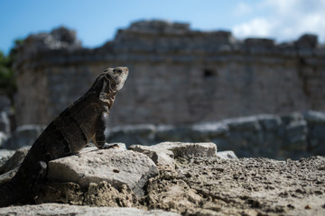 Iguana Tulum Mexico
