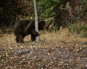 Grizzly Bear Bruno in Fall colors in Montana USA