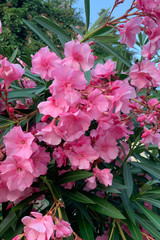 Close-up lush inflorescence of oleander delicate pink color. Beautiful large exotic flowers on the branches of a tropical shrub.
