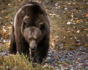 Grizzly Bear Bruno in Fall colors in Montana USA