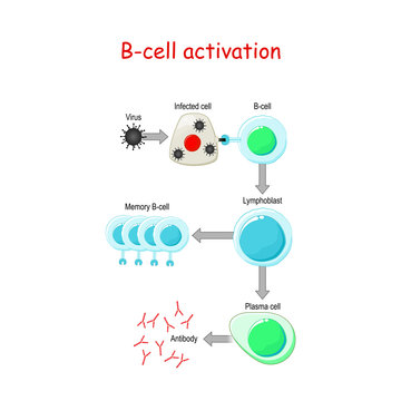 B cells Activation. B-cell lymphocytes