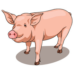 Colorful vector illustration of pig. Isolated object with transparent background