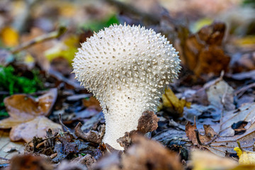 Lycoperdon perlatum fungi, also known as the common puffball, warted puffball, gem-studded puffball, or the devil's snuff-box