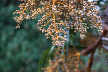 wild flowers in the garden