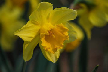 yellow flower with bokeh