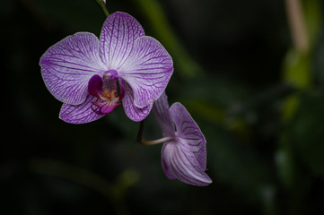 orchid on dark background