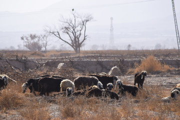 sheep and goat are sleeping on dry grass dry-land farm outdoors landscape photo