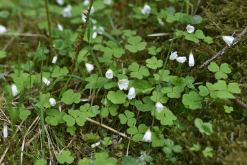 Three-leaf clover and white flowers
