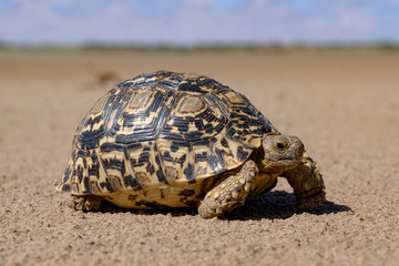 Obraz premium Leopard tortoise in a desert walking