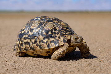 Leopard tortoise in a desert walking