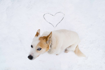 The white dog found love in the snow.