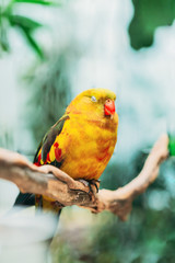 Sleeping Yellow Regent Parrot Or Rock Pebbler. Birds Can Be Trained.Wild Bird