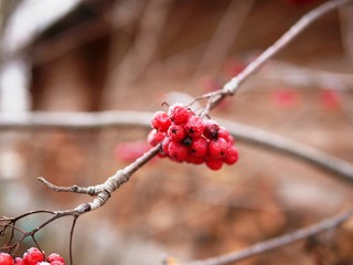 The red berries of the ripe Rowan on the branch are covered with frost on a cloudy frosty morning of late autumn.