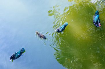 Naklejka na ściany i meble Duck is swimming in a pond