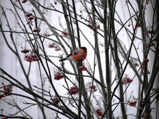 a beautiful bullfinch on a cloudy winter morning sits on a branch of a Rowan tree and eats red berries covered with frost.