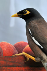 bird eating fruit from a  bird feeder