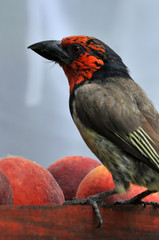 Black collared barbet side view