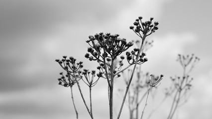 flower in black and white 