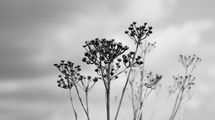 flower in black and white 
