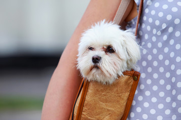 Dog breed Maltese