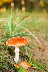 Trujący grzyb. Muchomor