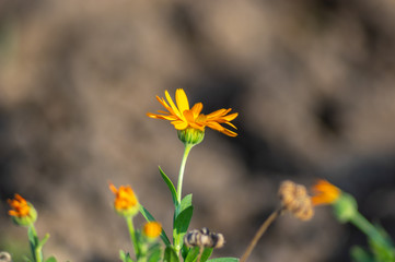Blooming calendula officinalis in autumn