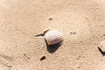 shell on the beach