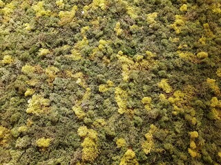 Background texture of differend shades of green moss vegetation