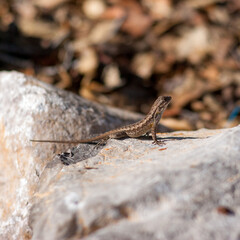 Adult Great Basin Fence Lizard sunning on rock
