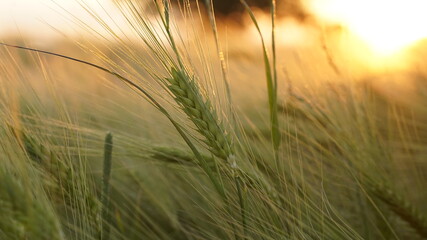 close-up of  rye at the golden sunset
