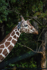 African male giraffe
