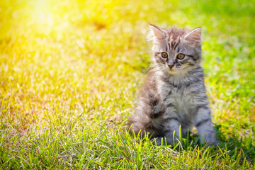 Naklejka na ściany i meble Young cat kitten on green meadow. little striped kitten lies on green grass. Scared animal. Ticks and fleas in green grass. Danger to animals.