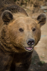 Close up of an Eurasian brown bear
