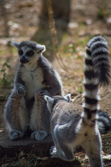 Two ring-tailed lemurs 