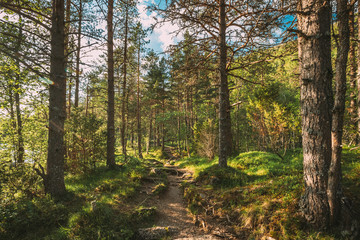 Kinsarvik, Hordaland, Norway. Beautiful Summer Coniferous Forest In Sunny Day. Green Pine Woods In...