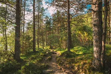 Fototapete Kinsarvik, Hordaland, Norwegen. Schöner Sommer-Nadelwald am sonnigen Tag. Grüne Kiefernwälder In Waldlandschaft. Hardangervidda-Hochebene © Great Brut Here