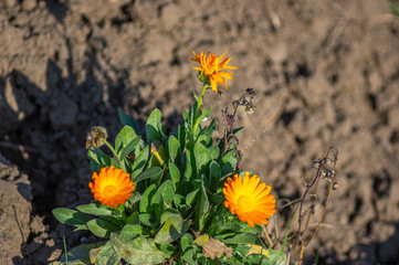 Blooming calendula officinalis in autumn