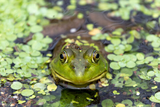 Looking at a green bullfrog in a pond head-on