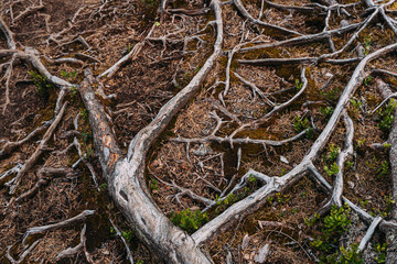 Norway. Roots Of An Old Tree In Summer Norwegian Forest
