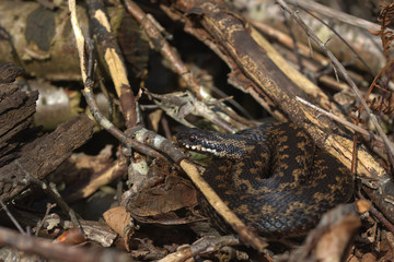 Adder, Common European viper, Vipera berus