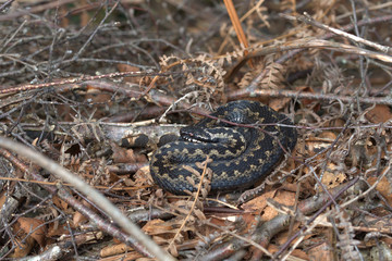 Adder, Common European viper, Vipera berus