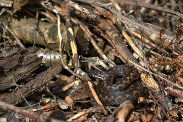 Adder, Common European viper, Vipera berus