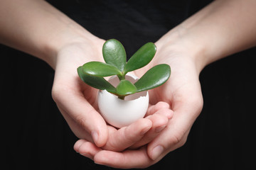 female hands holding small green sprout in the shell on a matte black background