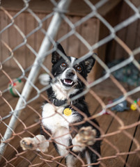 Portrait of dog in shelter