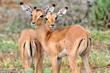 A pair of impala looking at the photographer