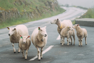 Fototapeta premium Norway. Escaped Domestic Sheep And Lamb Walking In Hilly Norwegian Road. Misty Spring Day. Sheep Farming