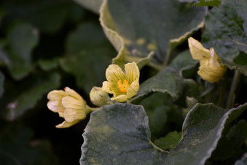 Yellow flowers on a cloudy autumn day