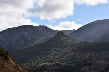 Fototapeta premium Hills planted with olive trees and some holm oaks and pines among them, characteristic of the Mediterranean landscape